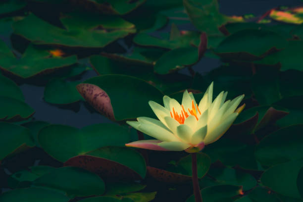 istock Water lilies blooming in summer pond 1345455663