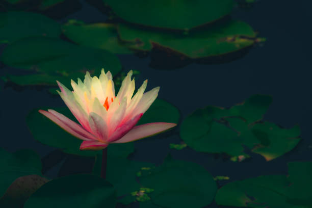 istock Water lilies blooming in summer pond 1345455670