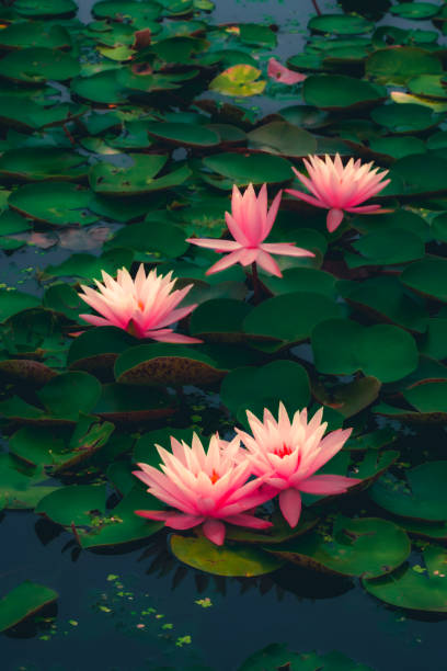 istock Water lilies blooming in summer pond 1345455771