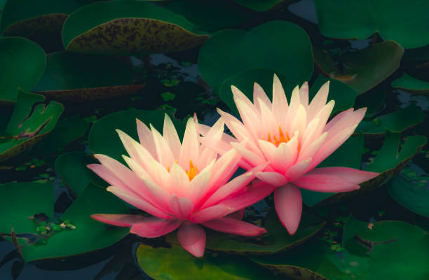 istock Water lilies blooming in summer pond 1345455775