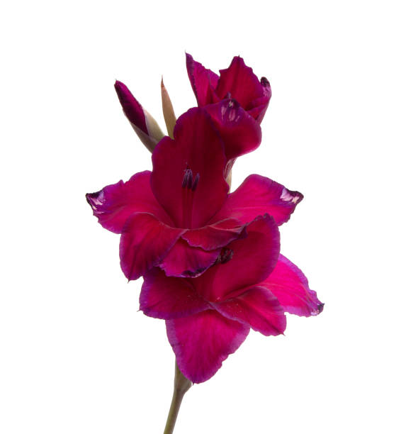 istock beautiful bright gladiolus flower isolated on white 1345456024