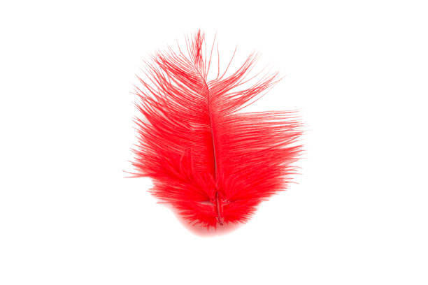 istock fluffy feather in red color isolated on the white 1345456628