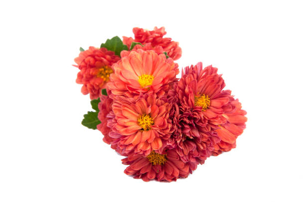 istock chrysanthemum bright beautiful flowers isolated on the white 1345456670