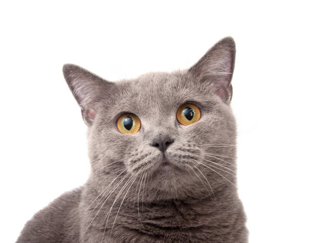 istock blue gray british cat on the white 1345457157