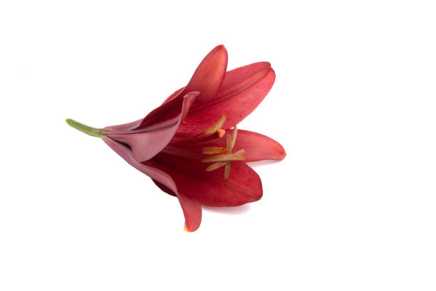 bright red lily flower isolated on the white