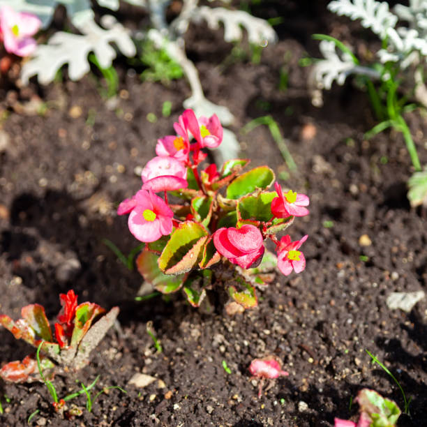 istock begonia - bright flowers in the flowerbed 1345458263