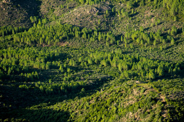 View from above, stunning view of a valley with some pine trees illuminated during a beautiful sunrise. Vedetta Monte Pino, Olbia, Sardinia, Italy.