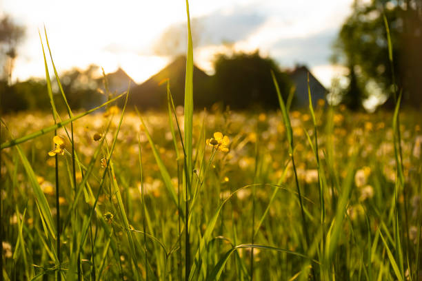 Blurry alpine landscape with green grass on the foreground, photo taken in Fussen, Germany.