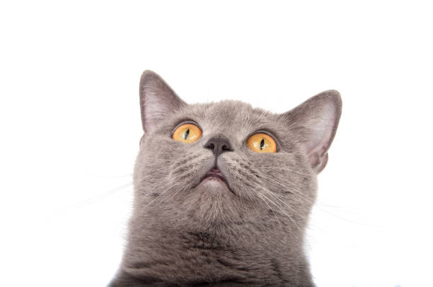 istock gray british cat on the white background 1345461117