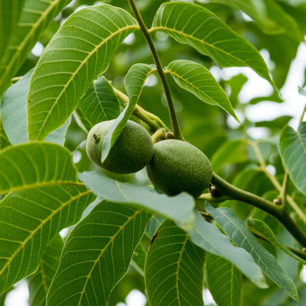 nueces verdes en una rama, de cerca, espacio de copia - walnut tree walnut nut branch fotografías e imágenes de stock