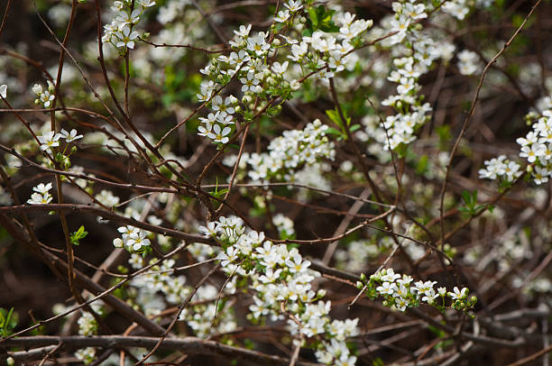 piccoli fiori bianchi - backgrownd foto e immagini stock