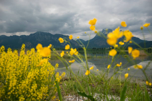 istock Lake Forggense under rainy clouds, mountain Tegelberg. 1345462504