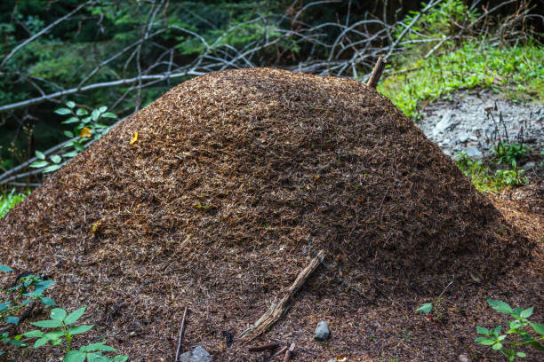 istock Large live anthill made of dry twigs 1345462818