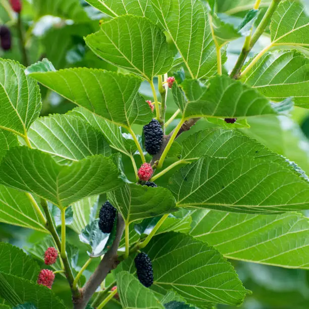 Photo of Black and fresh silkweed branch with green leaves, close-up, copy space