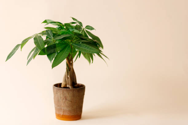 A "Money Tree" plant (Pachira Aquatica) A "Money Tree" plant (Pachira Aquatica). Green pachira aquatica leaves on beige background. pachira aquatica stock pictures, royalty-free photos & images