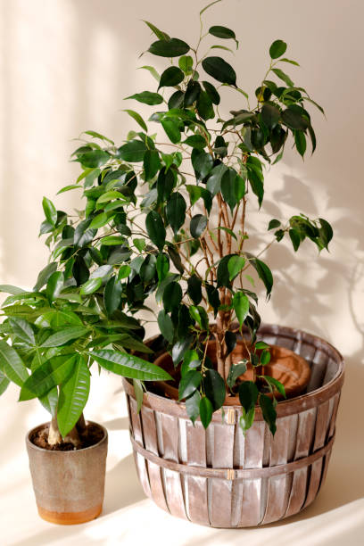 istock Indoor plants. Ficus on beige background 1345463598