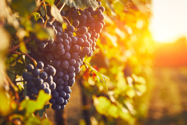 istock Blue grapes in a vineyard at sunset, toned image 1345463831
