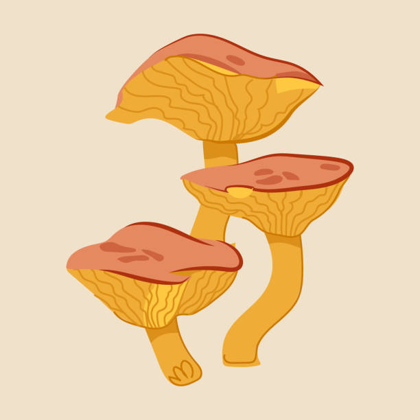 Vector isolated yellow cep mushroom. Pick up mushrooms in forest. Fungus harvest. Hand drawn style. Vector isolated yellow cep mushroom. Pick up mushrooms in forest. Fungus harvest. Hand drawn style. hedgehog mushroom stock illustrations