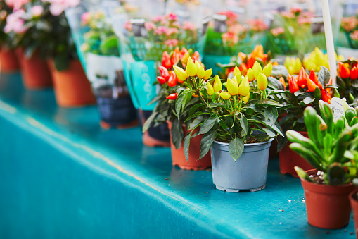 Pots with decorative bell peppers on farmer market in Paris, France