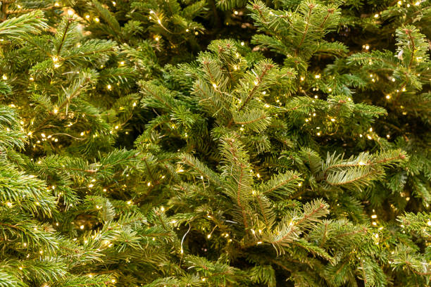 istock Spruce tree with garland. New year and christmas background 1345467020