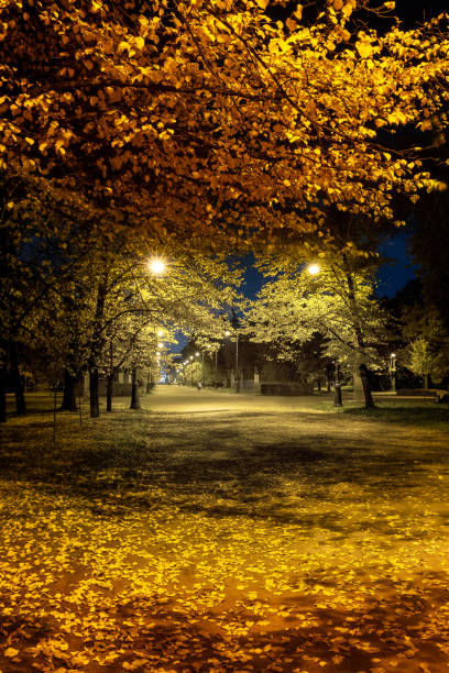 istock Alley in the night, autumn park 1345467115