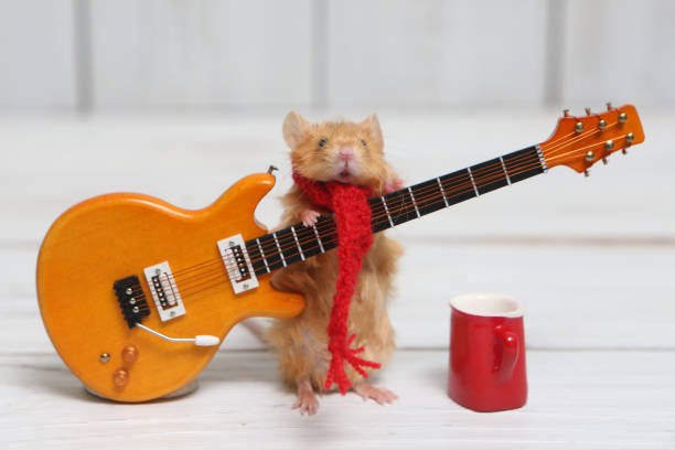 Сute mouse plays guitar, sings. Fun pet fond of music. Celebration with talented animal: song of home musician. Musical mouse celebrate. Rock star on stage gives concert. Talent Сute mouse toca la guitarra, canta. divertida mascota aficionada a la música. animal talentoso: músico casero. ratón musical celebrar. la estrella de rock mouse en el escenario da concierto. postal con ratón. talento, canción. celebración