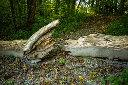 fallen tree in the forest, autumn