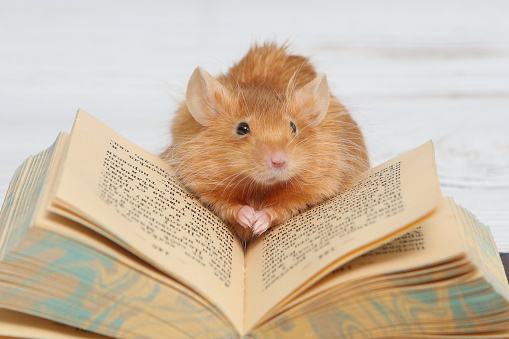 Cute smart mouse reads. Talented animal with book. Books reading. Talent of pet. Education, lesson in school for bookworm animal. Mouse - poet