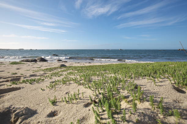 vibrant pink wild flowers and foliage above Porthminster Beach, St. Ives, Cornwall on a sunny June day.