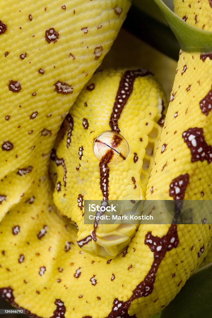 Young Green Tree Python Snake Animal Stock Photo