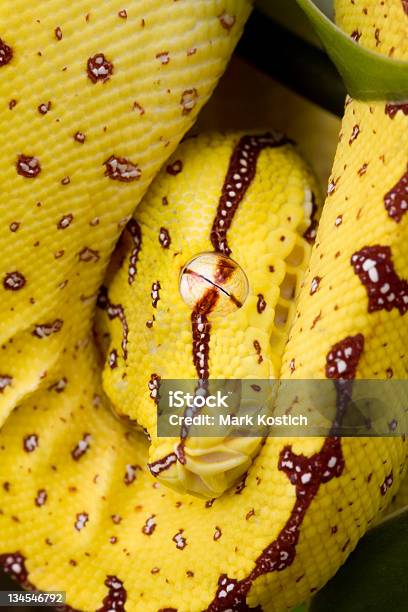 Young Green Tree Python Snake Stock Photo - Download Image Now - Animal, Animal Wildlife, Animals In The Wild