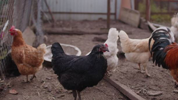 istock Chicken walking in paddock. Ordinary rooster and chickens looking for grains while walking in paddock on farm 1345468549