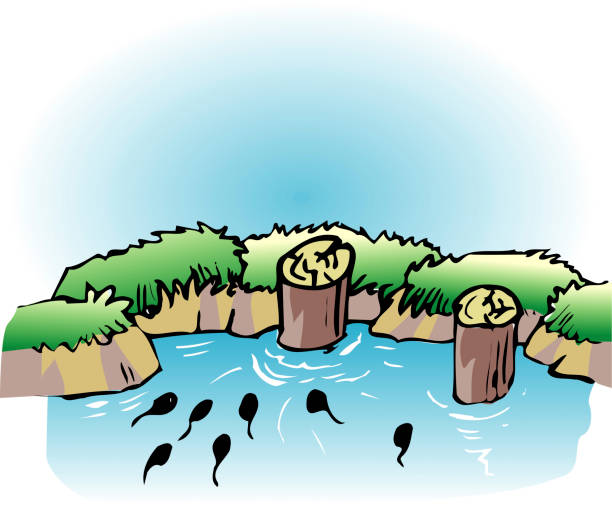 Spring stream In Japan, you can see some species of frog larvae, tadpoles, almost anywhere and anytime, but the image of spring is deep-rooted. tadpole swimming stock illustrations