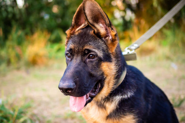 istock Portrait of a German Shepherd puppy. 1345469722