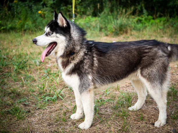 istock A black and white Siberian husky walking on a summer field. 1345469727