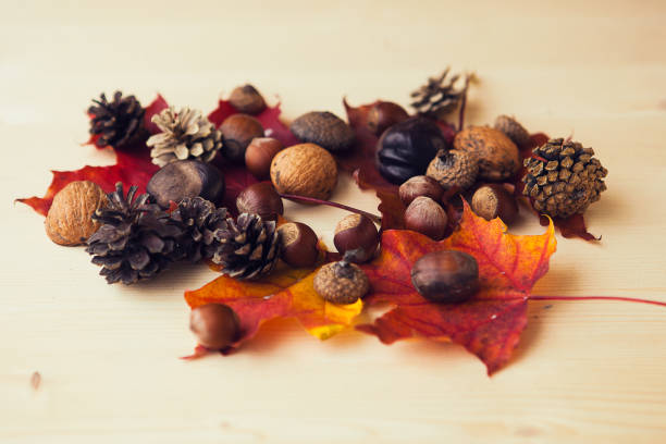 istock Autumn composition with dried maple leaves, nuts, chestnuts, wallut shells and pine cones on wooden background, flat lay, top view 1345470688