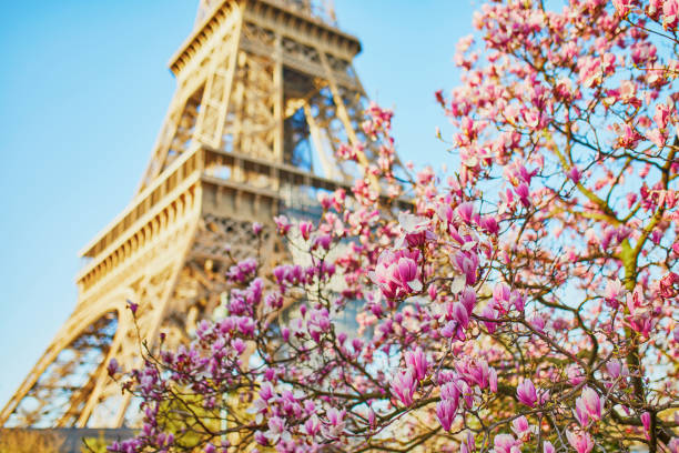 istock Beautiful pink magnolia in Paris near the Eiffel tower 1345470909