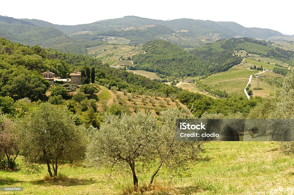 Colinas da Toscana, perto de Artimino - Foto de stock de Agricultura royalty-free