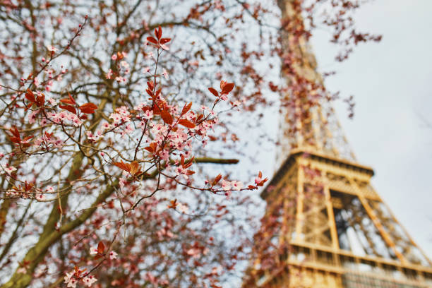 kirschblütenbaum in voller blüte in der nähe des eiffelturms in paris - märz fotos stock-fotos und bilder