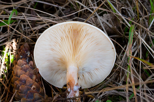 Hymenophore of Paxillus involutus or Brown roll-rim mushroom. July