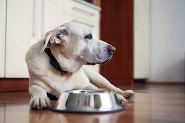 istock Old dog waiting for feeding 1345472164