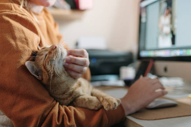 mujer acariciando a un gato mientras está sentada en su escritorio - mascota fotografías e imágenes de stock