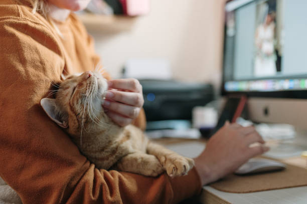 donna che accarezza un gatto mentre è seduta sulla sua scrivania - animale domestico foto e immagini stock