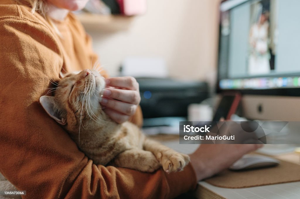Woman stroking a cat while sitting on her desk Woman stroking a ginger cat while sitting on her desk with a computer Domestic Cat Stock Photo