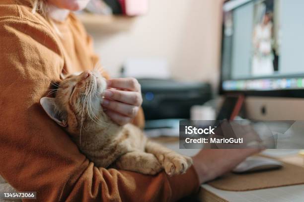 Woman Stroking A Cat While Sitting On Her Desk Stock Photo - Download Image Now - Domestic Cat, Stroking, Pets