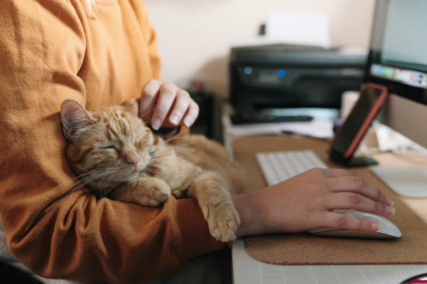 istock Woman stroking a cat while sitting on her desk 1345473087