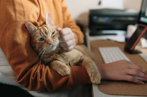 istock Woman stroking a cat while sitting on her desk 1345473122