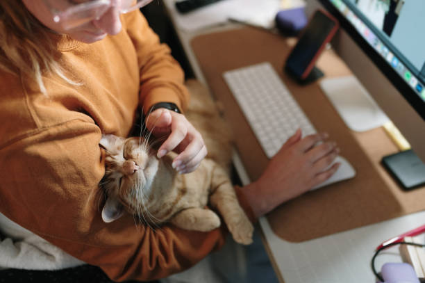istock Woman stroking a cat while sitting on her desk 1345473124