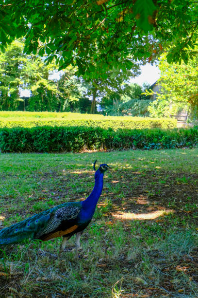 istock blue peacock walking in the grass close-up on sunny day. Exotic birds. Vertical 1345474823