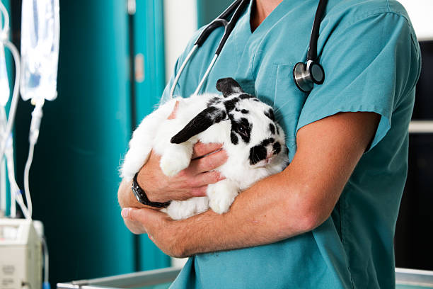 Rabbit at Vet Clinic A rabbit in for a check-up at a vet clinic rabbit animal stock pictures, royalty-free photos & images